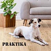 �������� PRAKTIKA - �������� (Non Brend)